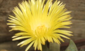 kvet-pleiospilosu