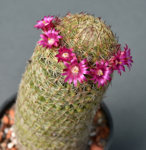 M. matudae