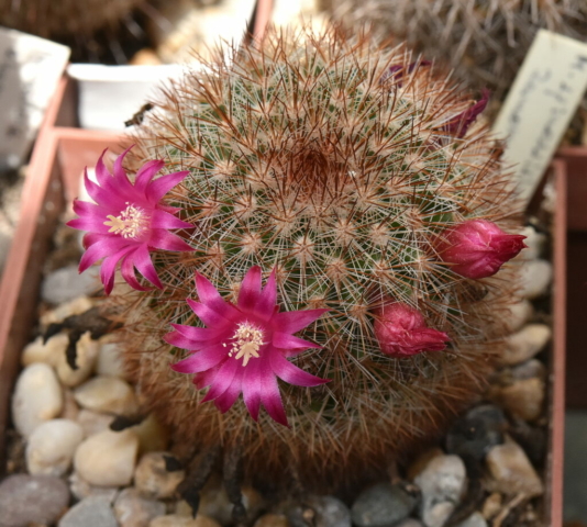 M. Spinosissimma