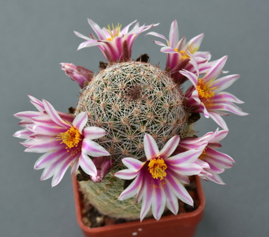 M. sheldonii