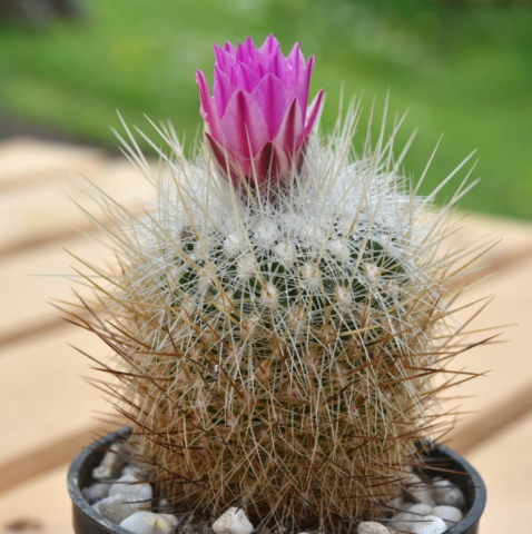 Thelocactus macdowelli