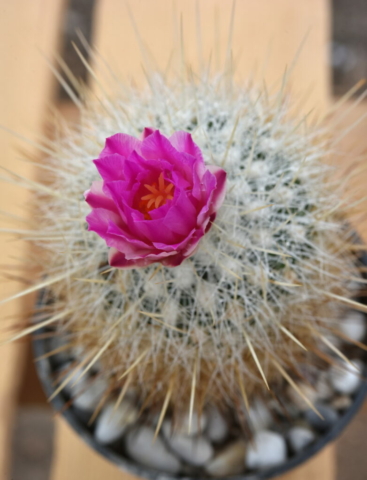 Thelocactus macdowelli2